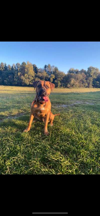 Hundetreffen-Trainingspartner für Hundebegegnungen/Spaziergänge an der Leine-Bild