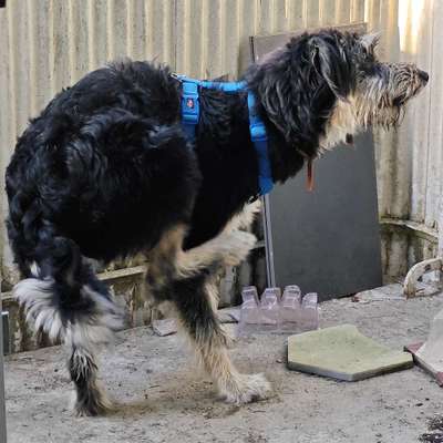 Hundetreffen-Welpentreffen-Bild