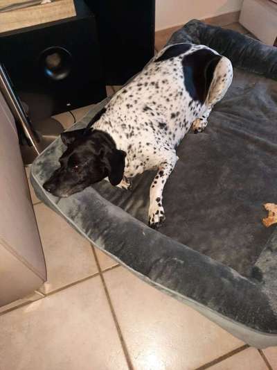 Darf der Hund bei Euch im Bett schlafen?-Beitrag-Bild