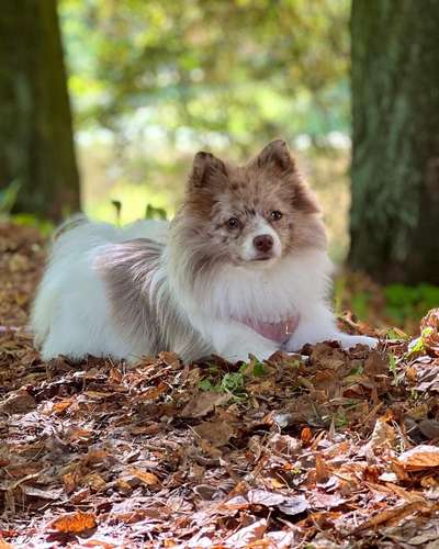 Spitz--Zwergspitz--kleinspitz---mittelspitz----Großspitz--Wolfsspitz-Beitrag-Bild