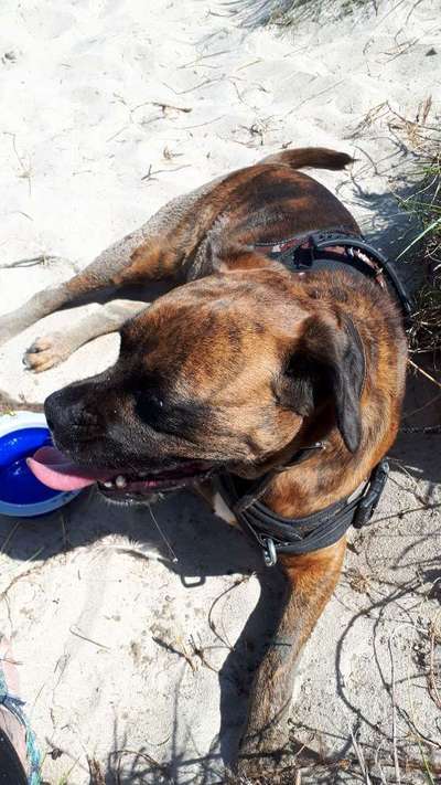 Deutsche Boxer-Beitrag-Bild