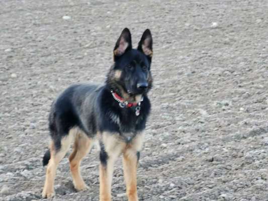 Schäferhund-Beitrag-Bild