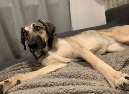 Welche Hunderasse-Beitrag-Bild