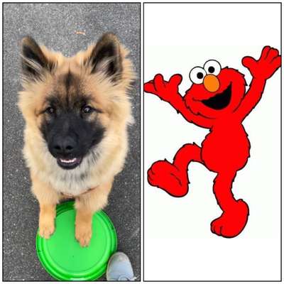 Wie heißt dein Hund?-Beitrag-Bild