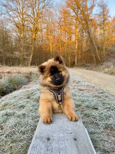 Eurasier-Beitrag-Bild