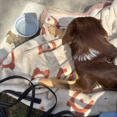 Gestresster Hund-Beitrag-Bild