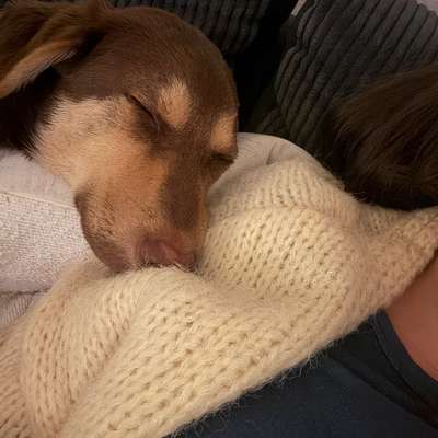 Gestresster Hund-Beitrag-Bild