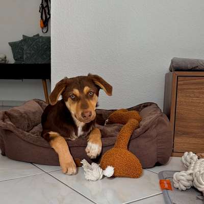 Unkontrolliertes Bellen im Garten-Beitrag-Bild