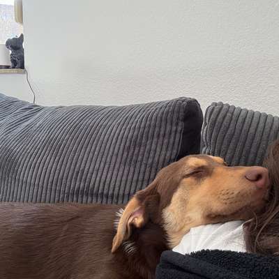 Unkontrolliertes Bellen im Garten-Beitrag-Bild