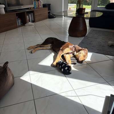 Gestresster Hund-Beitrag-Bild