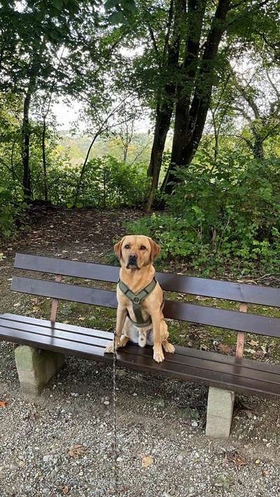 Hundetreffen-Hundefreunde für Gassirunden / Wandern-Bild