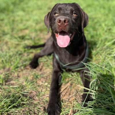 Hundetreffen-Hundetreffen-Bild