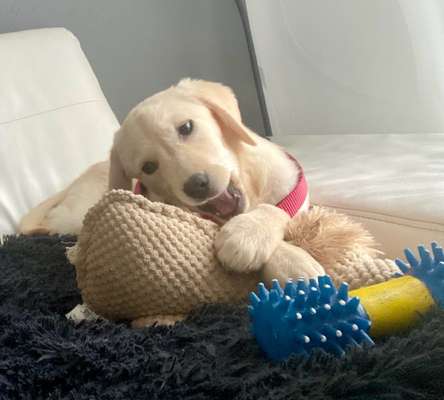 Dogorama Photo Challenge - Lieblingsspielzeug!-Beitrag-Bild