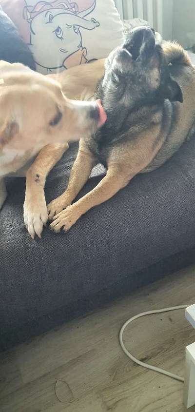 Die Dogorama-Wochen-Challenge "Die schönste Grimasse"-Beitrag-Bild