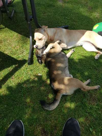 Die Dogorama Kalender Challenge 4/4-Beitrag-Bild