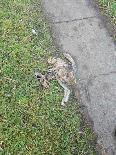 Giftköder-Tierkadaver-Bild