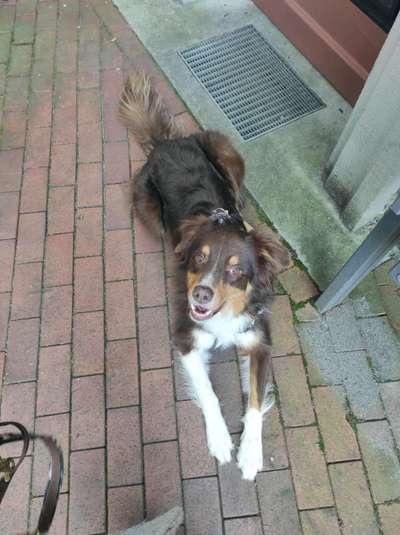 Hunderunde-Beitrag-Bild