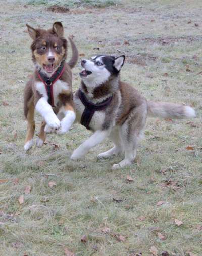 Dogorama Photo Challenge - Fail/Outtakes-Beitrag-Bild