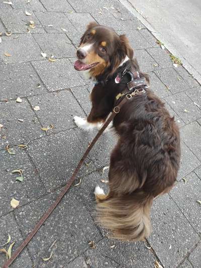 Anbellen lassen,aushalten oder was noch?-Beitrag-Bild