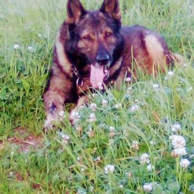 aktuelles Foto Gruppe Spondylose beim Hund