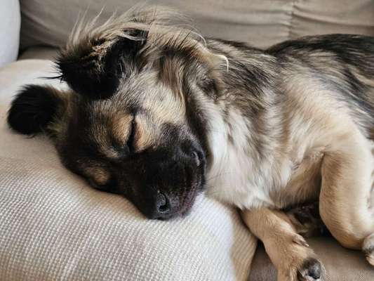 Wie kamst du zu deinem Hund?-Beitrag-Bild