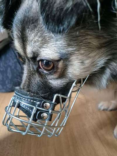 Wie sitzt mein Maulkorb / Maulkorb-Beratung-Beitrag-Bild