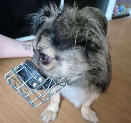 Wie sitzt mein Maulkorb / Maulkorb-Beratung-Beitrag-Bild