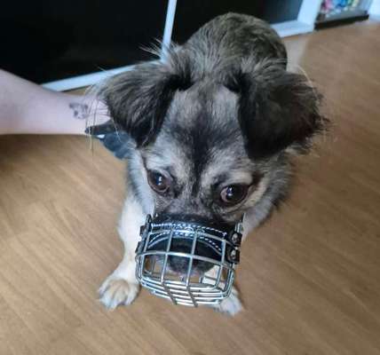 Wie sitzt mein Maulkorb / Maulkorb-Beratung-Beitrag-Bild