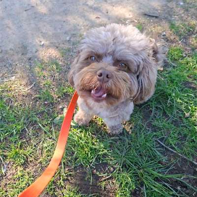 Hundetreffen-Treffen mit Hund-Bild