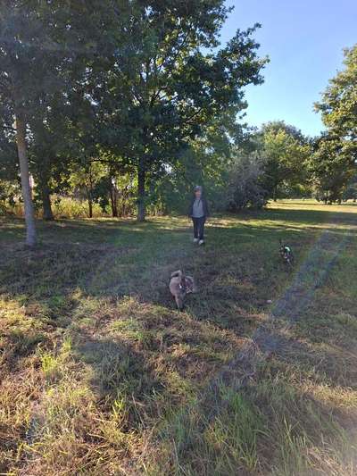 Hundetreffen-GASSI- RUNDE-Bild