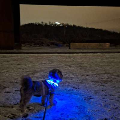 Hundetreffen-Gassirunde-Bild