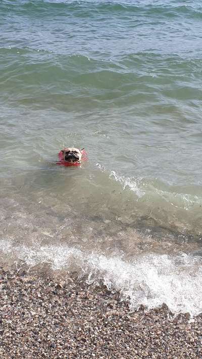 Dogorama-Monats-Challenge-Mai "Wasser"-Beitrag-Bild