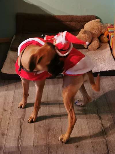 33. Handy Foto Challenge - Verkleidung deines Hundes-Beitrag-Bild