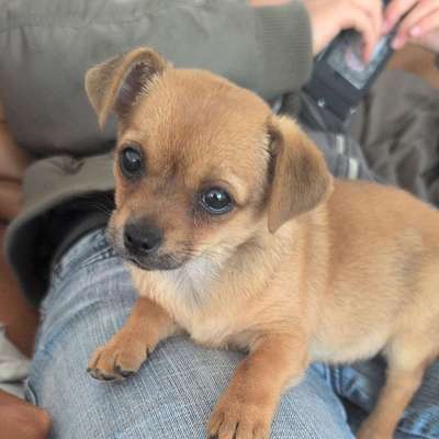 Hundetreffen-In Durlach-Bild