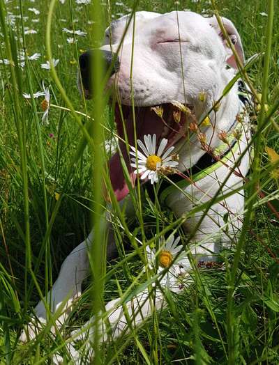 Die Dogorama Monats Challenge "Es grünt und blüht"-Beitrag-Bild