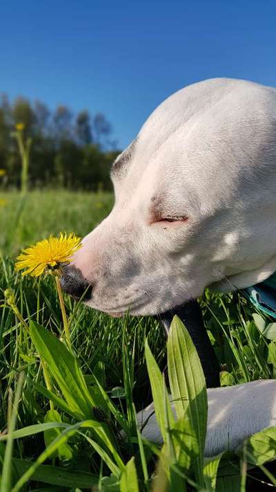 zeigt eure Hunde mit Ihren Frühlingsgefühlen:)-Beitrag-Bild