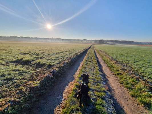 Hundeauslaufgebiet-Rund um den Stalleikenweg-Bild