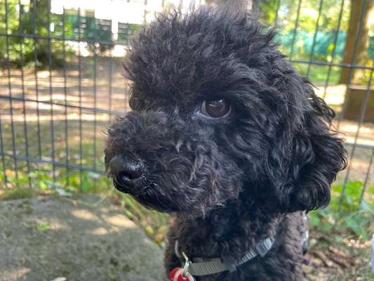 Hundetreffen-Treffen der Zwergpudelchen aus dem Wittener Tierheim-Bild