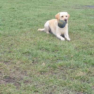 Hundetreffen-Hundetreff in Söm-Bild