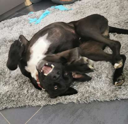 Die Dogorama-Wochen-Challenge "Die schönste Grimasse"-Beitrag-Bild