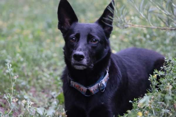 Dogorama Photo Challenge - Portrait-Beitrag-Bild