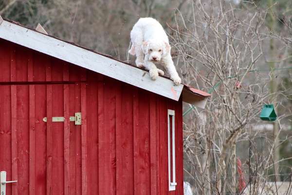 Dogorama Photo Challenge - Portrait-Beitrag-Bild