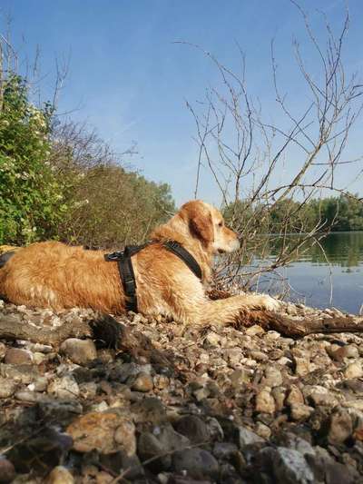 Hundetreffen-Social Walk-Bild