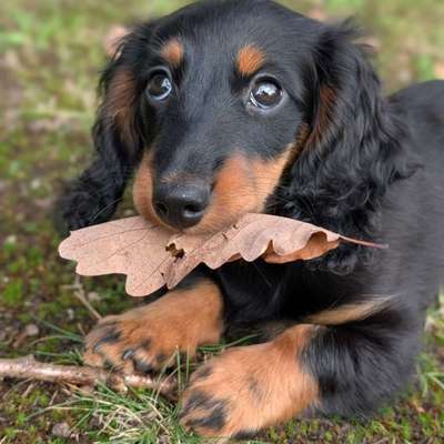 Hundetreffen-Playdate mit kleinen Hunden gesucht-Bild