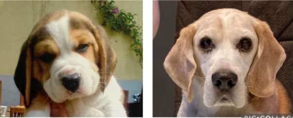 Welpenfotos-Beitrag-Bild