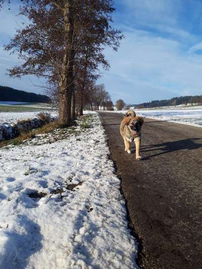 Hundetreffen-Auf der Suche nach Spielkameraden-Bild