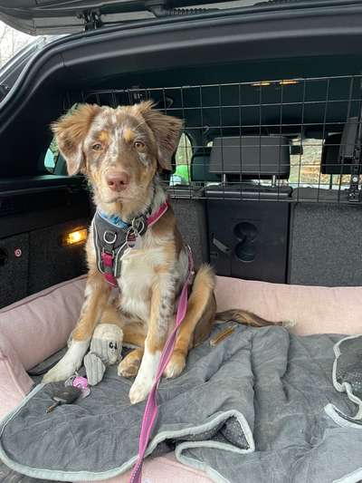 Hundetreffen-Wir suchen netten Hundekontakt-Bild