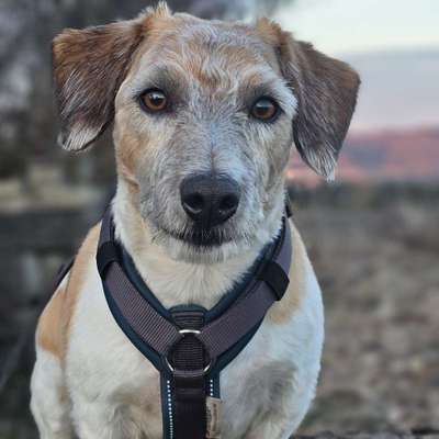 Hundetreffen-Spaziergang  ohne direkten Kontakt-Bild