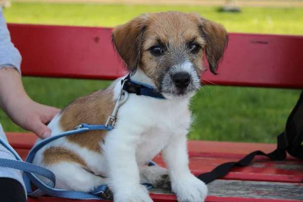 Welpen Bilder !-Beitrag-Bild