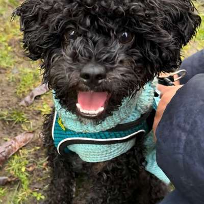 Hundetreffen-Hundekumpel gesucht-Bild